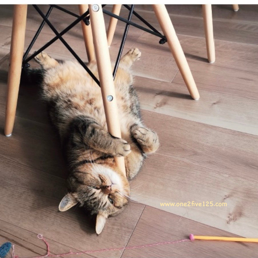 貓咪寅次郎 - 鈎針編織小物